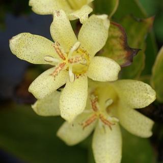 latifolia 1