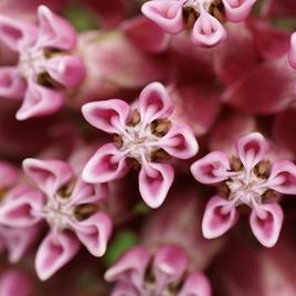 hybride 'Lilac Beauty' 1