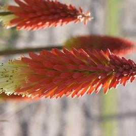 'Red&White Candlelight' 1