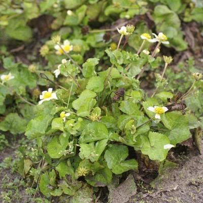 palustris Alba 1