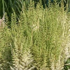 chinensis 'Frosty Cake' 1-2