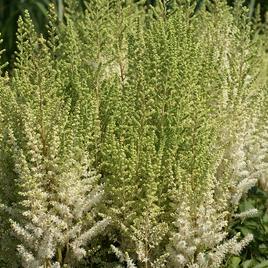 chinensis 'Frosty Cake' 1-2