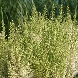 chinensis 'Frosty Cake' 1-2