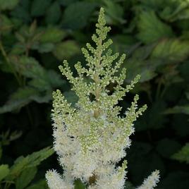 chinensis 'Frosty Cupcake' 1-2