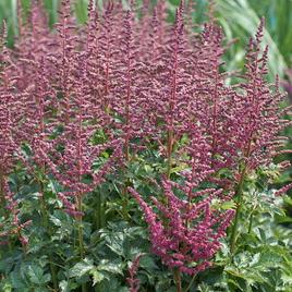 chinensis 'Pink Passion' 1-2