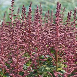 chinensis 'Pink Passion' 1-2