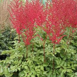 chinensis 'Raspberry Cake' 1-2