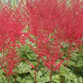 chinensis 'Raspberry Cake' 1-2