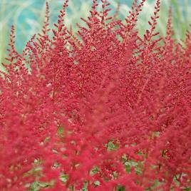 chinensis 'Raspberry Cake' 1-2