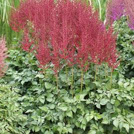 chinensis 'Strawberry Cake' 1-2