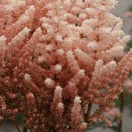 chinensis 'Valentine Cupcake' 1-2