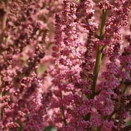 chinensis 'Wedding Bouquet' 1-2