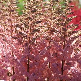 chinensis 'Wedding Cake' 1-2