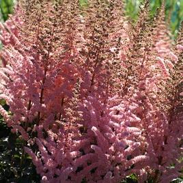 chinensis 'Wedding Candles' 1-2