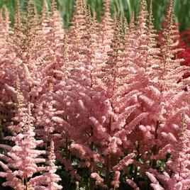 chinensis 'Wedding Candles' 1-2