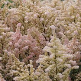 japonica 'Peach Blossom' 1-2