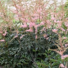 Simplicifolia 'Hennie Graafland' 1 NEUS