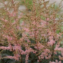 Simplicifolia 'Hennie Graafland' 1 NEUS