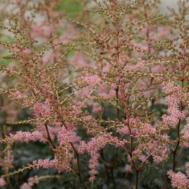 Simplicifolia 'Hennie Graafland' 1 NEUS