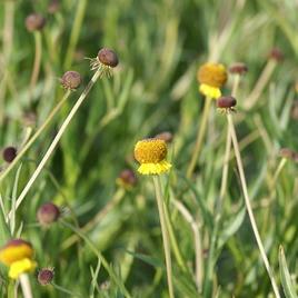 'Autumn Lolly Pop' 1