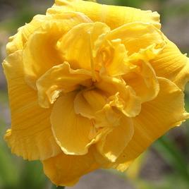 'Double Yellow Wonder' 1