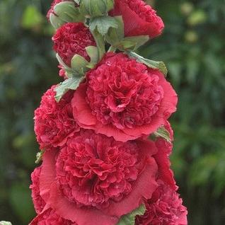 rosea 'Chaters Red' 1