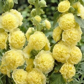 rosea 'Chaters Yellow'  1