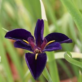 louisiana 'Black Gamecock' 1