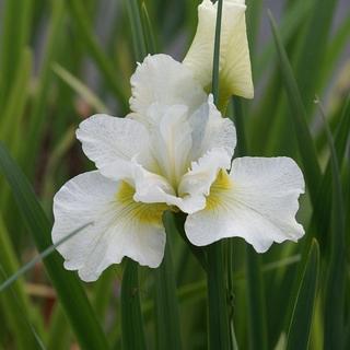 sibirica 'Harpswell Happiness' 1