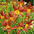 'Minnie Wildfire' 1