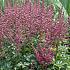 chinensis 'Pink Passion' 1-2