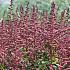 chinensis 'Pink Passion' 1-2