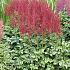 chinensis 'Strawberry Cake' 1-2