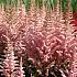 chinensis 'Wedding Candles' 1-2