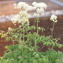 aquilegifolium