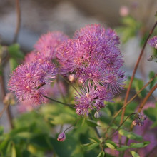 aquilegifolium 'Purpureum'