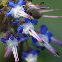 Trachystemon