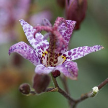 Tricyrtis