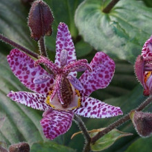 formosana 'Purple Beauty'