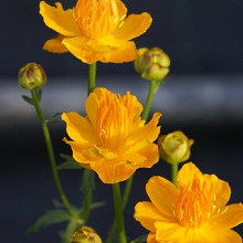 Trollius