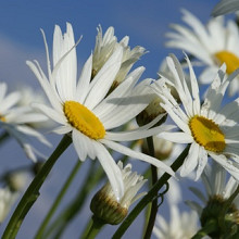 Leucanthemum