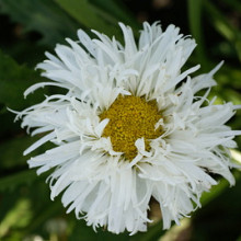 maximum 'Crazy Daisy'