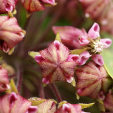 hybride 'Pink Star Beauty'