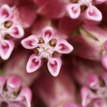 hybride 'Lilac Beauty'