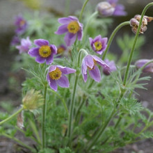 vulgaris 'Blue Bells'