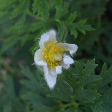 Pulsatilla