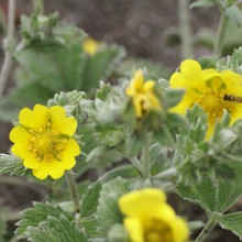 atrosanguinea 'Bonfire Yellow'