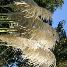'White Mistral'