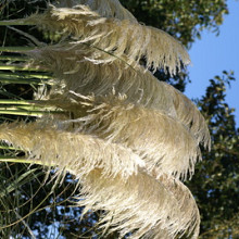 Cortaderia