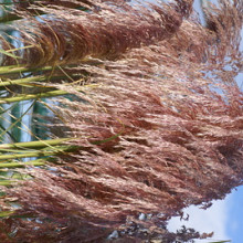 'Red Mistral'